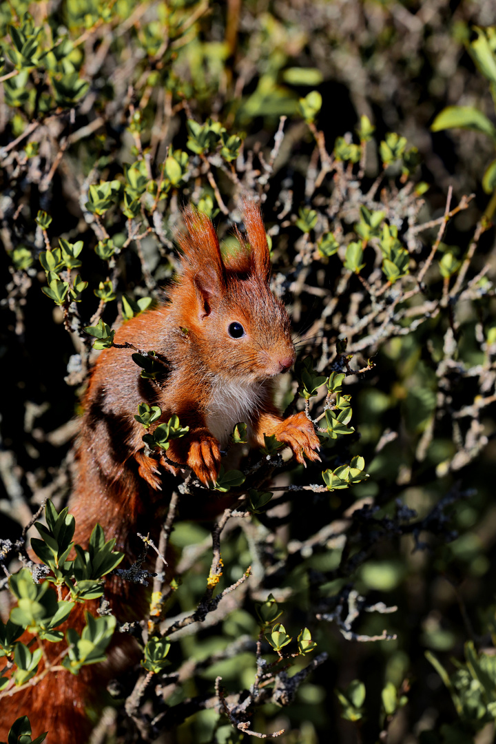 Nosy Squirrel Teen