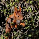 Nosy Squirrel Teen