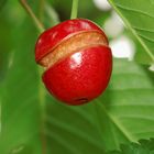 not a perfect cherry