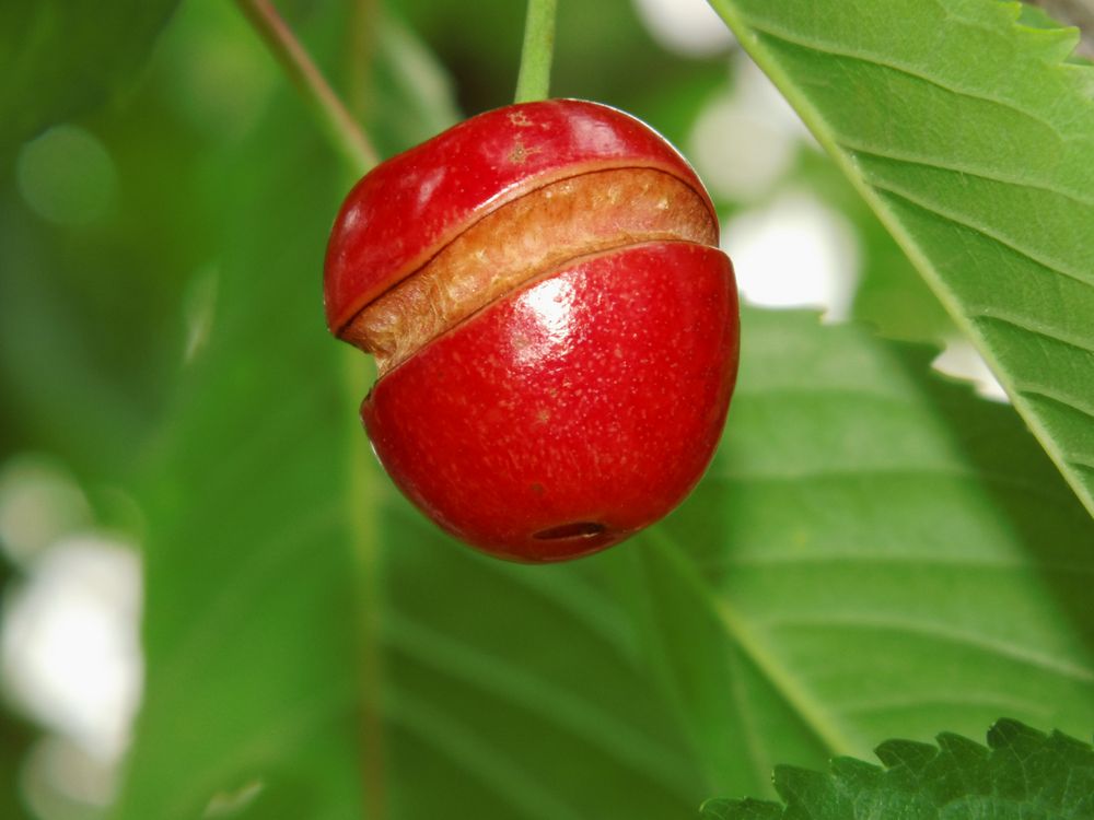 not a perfect cherry