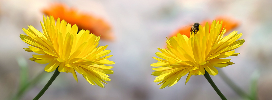 ... not a reflection