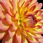 Not just another Dahlia.