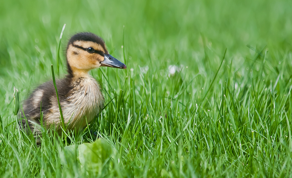 Not much taller than the grass