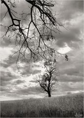 Not quite Winter No. 3 — a Virginia Piedmont Impression