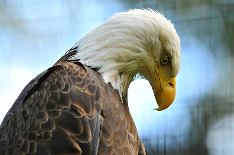 not so happy eagle