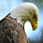 not so happy eagle