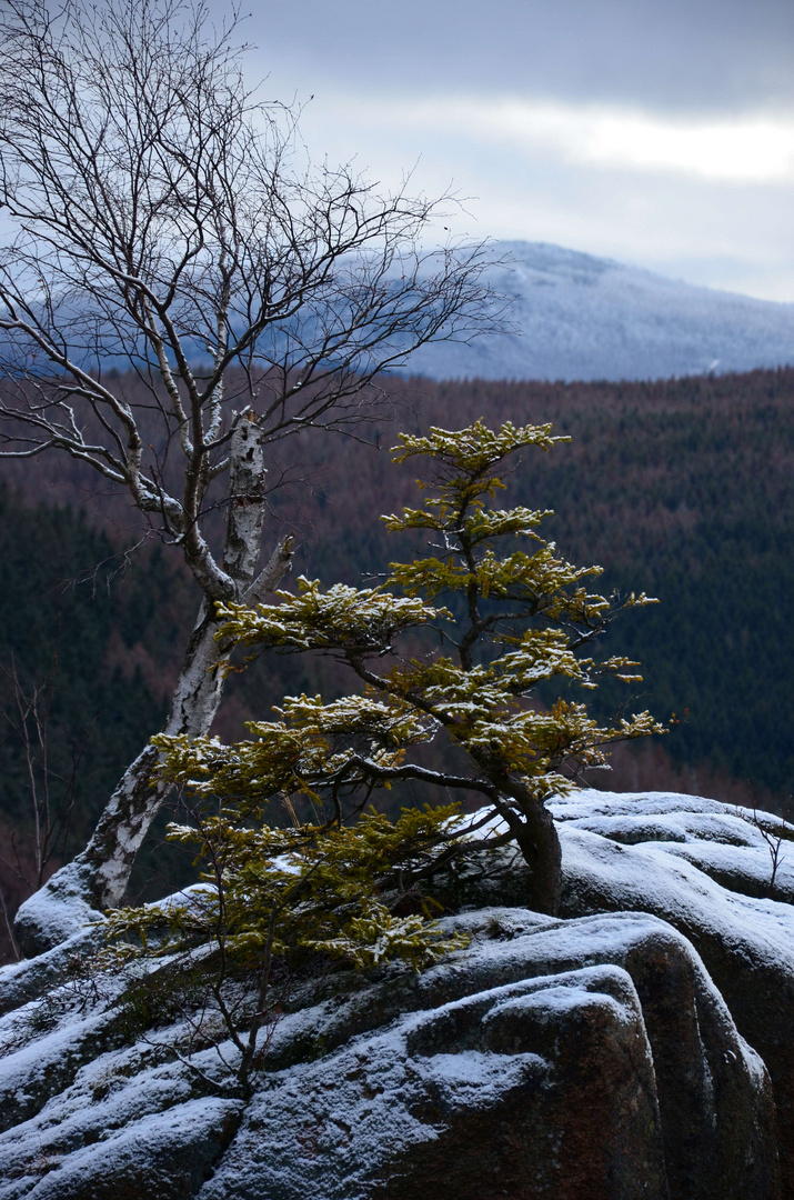 Not so picky --- Picea abies (L.) H.Karst.