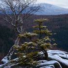 Not so picky --- Picea abies (L.) H.Karst.