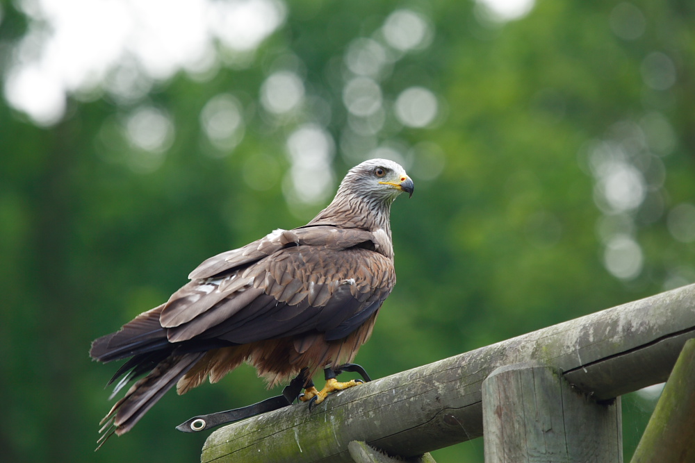 Not the Falcon - the Red Kite