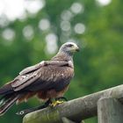 Not the Falcon - the Red Kite