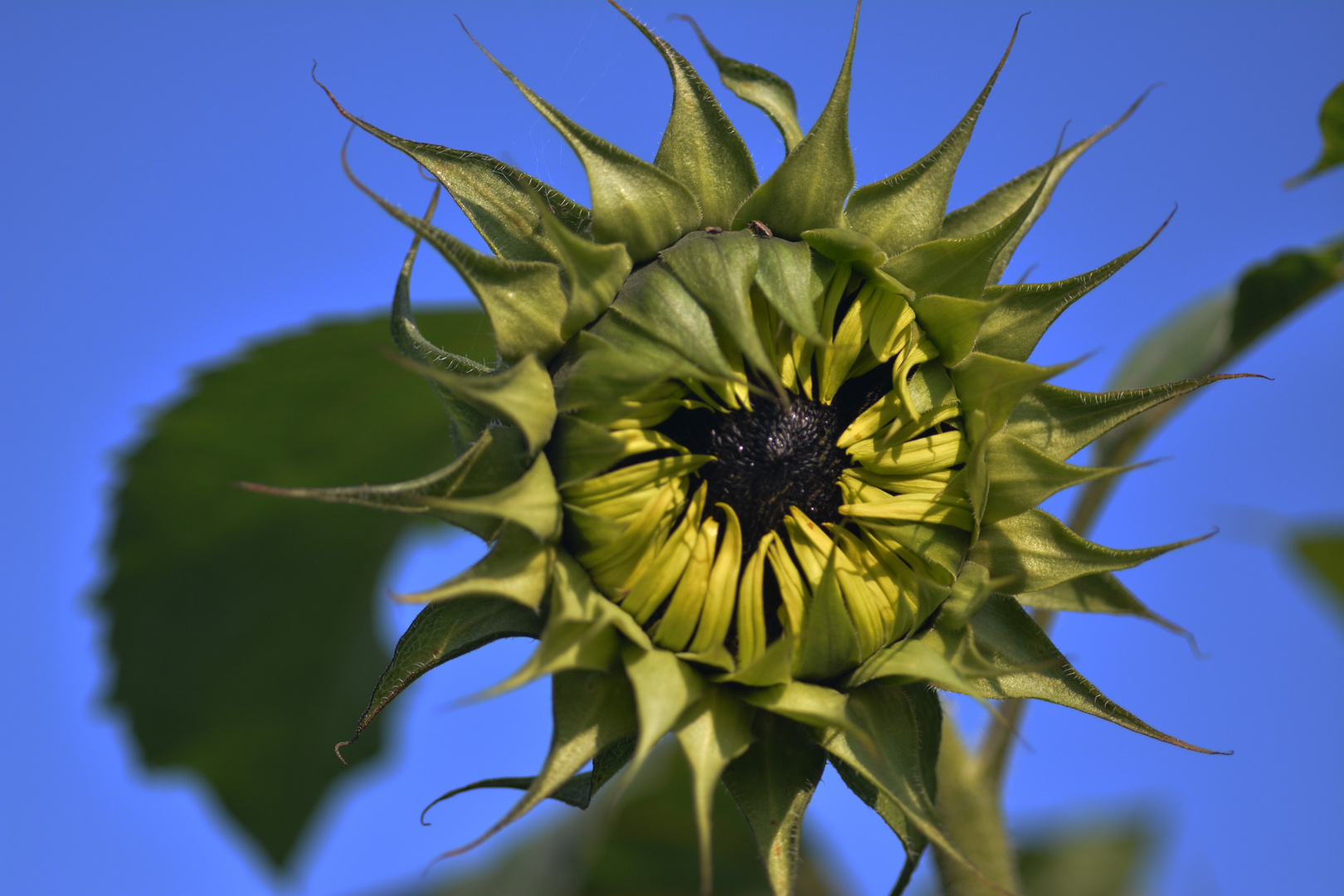 Not yet open sunflower