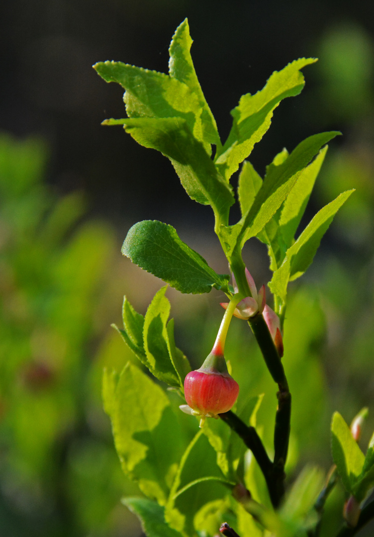 Not yet ripe bilberry