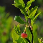 Not yet ripe bilberry