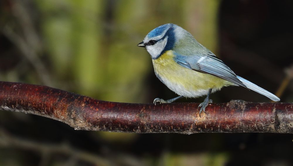 <NOTBILD> einer Blaumeise am Abend