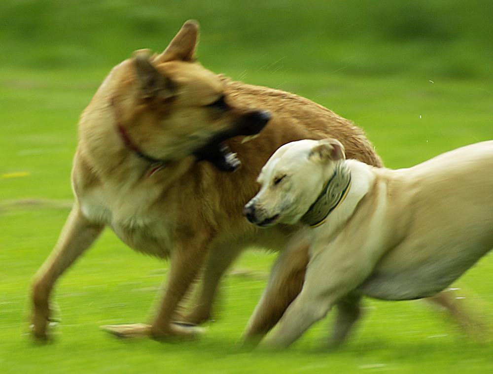 Notbremse,Lucy und Pipo