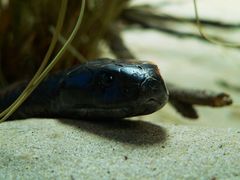 Notechis Scutatus, Tigersnake