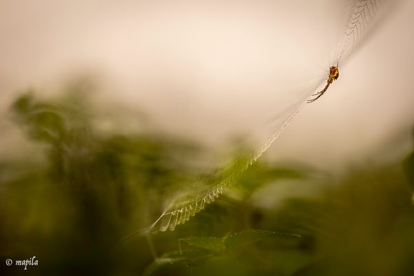 ——— Notenschlüssel ———