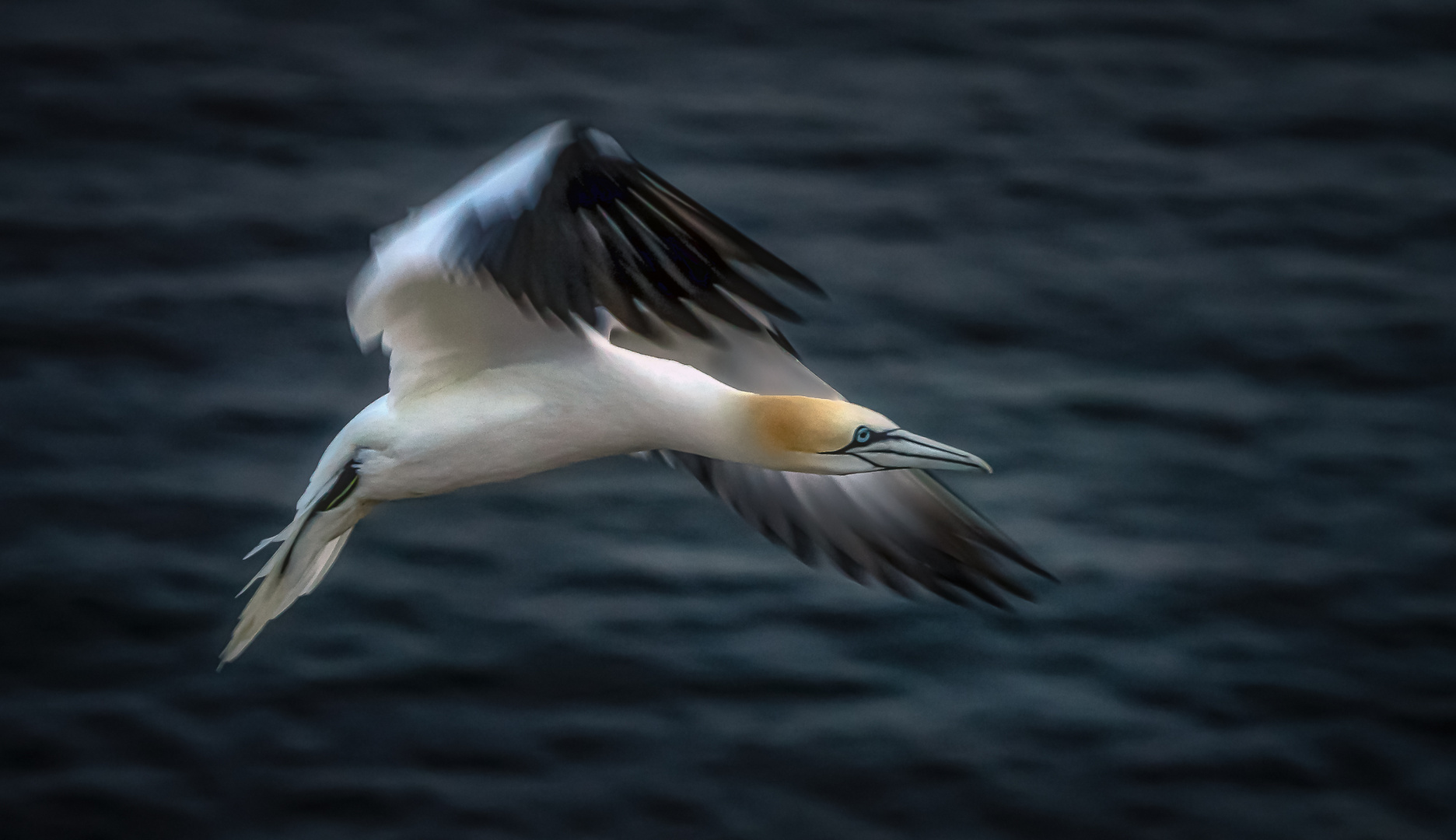 Nothern Gannet - Basstölpel