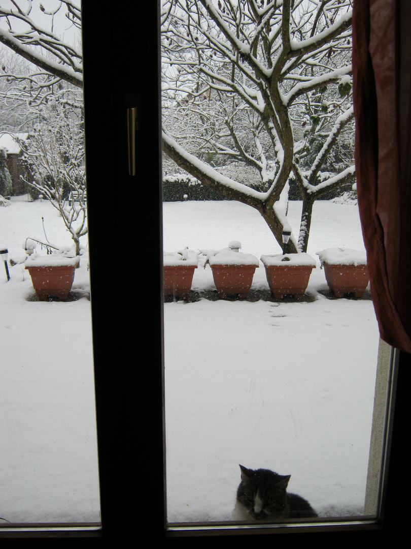 Nothing but a cat and snow