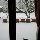 Nothing but a cat and snow