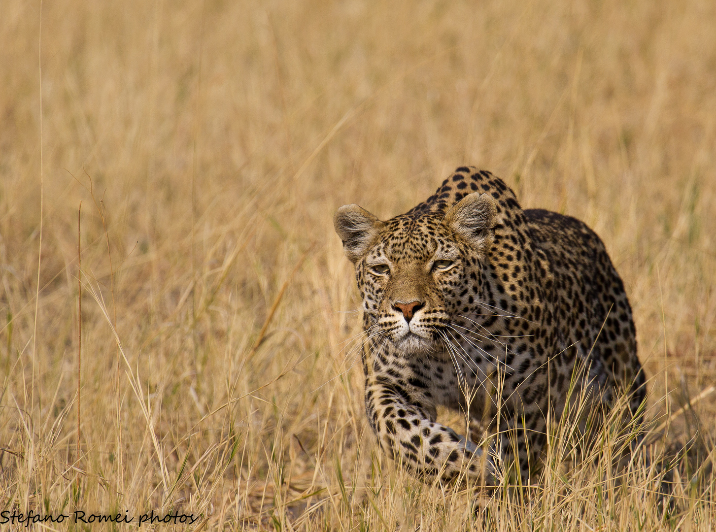 nothing compares to you