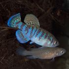 Nothobranchius spec. "Caprivi" NAM 95/1