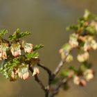 Nothofagus antarctica