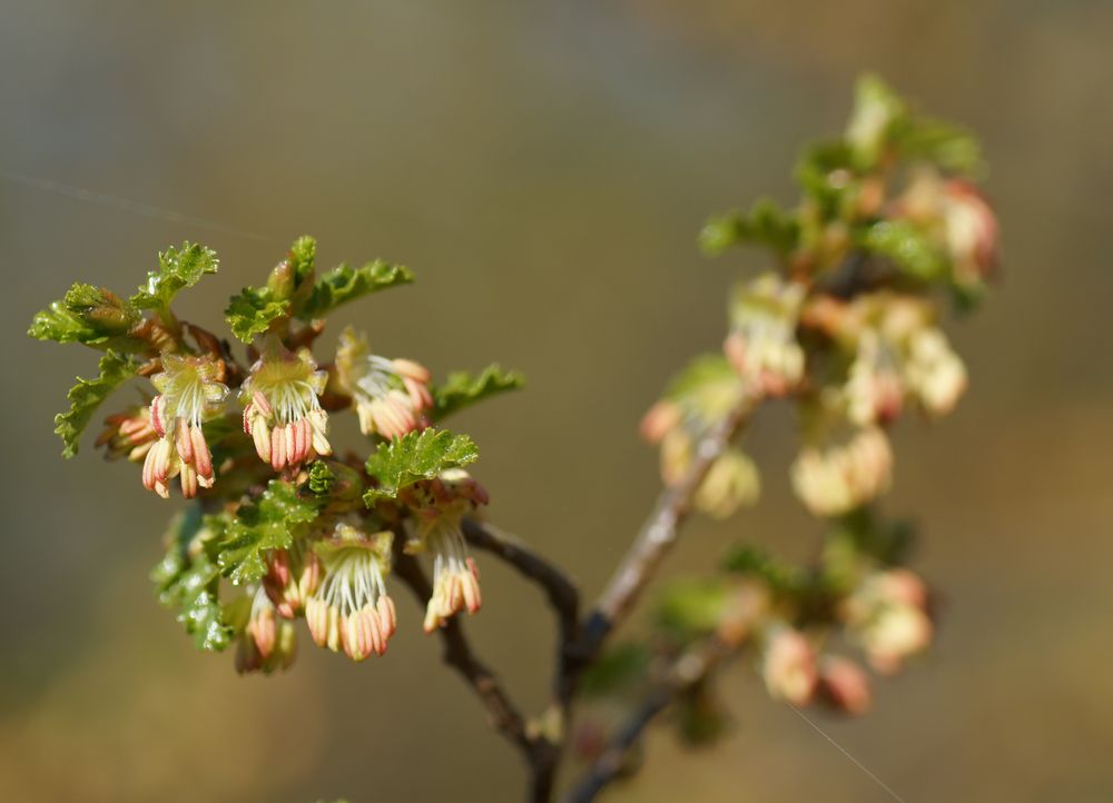 Nothofagus antarctica