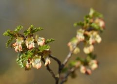 Nothofagus antarctica