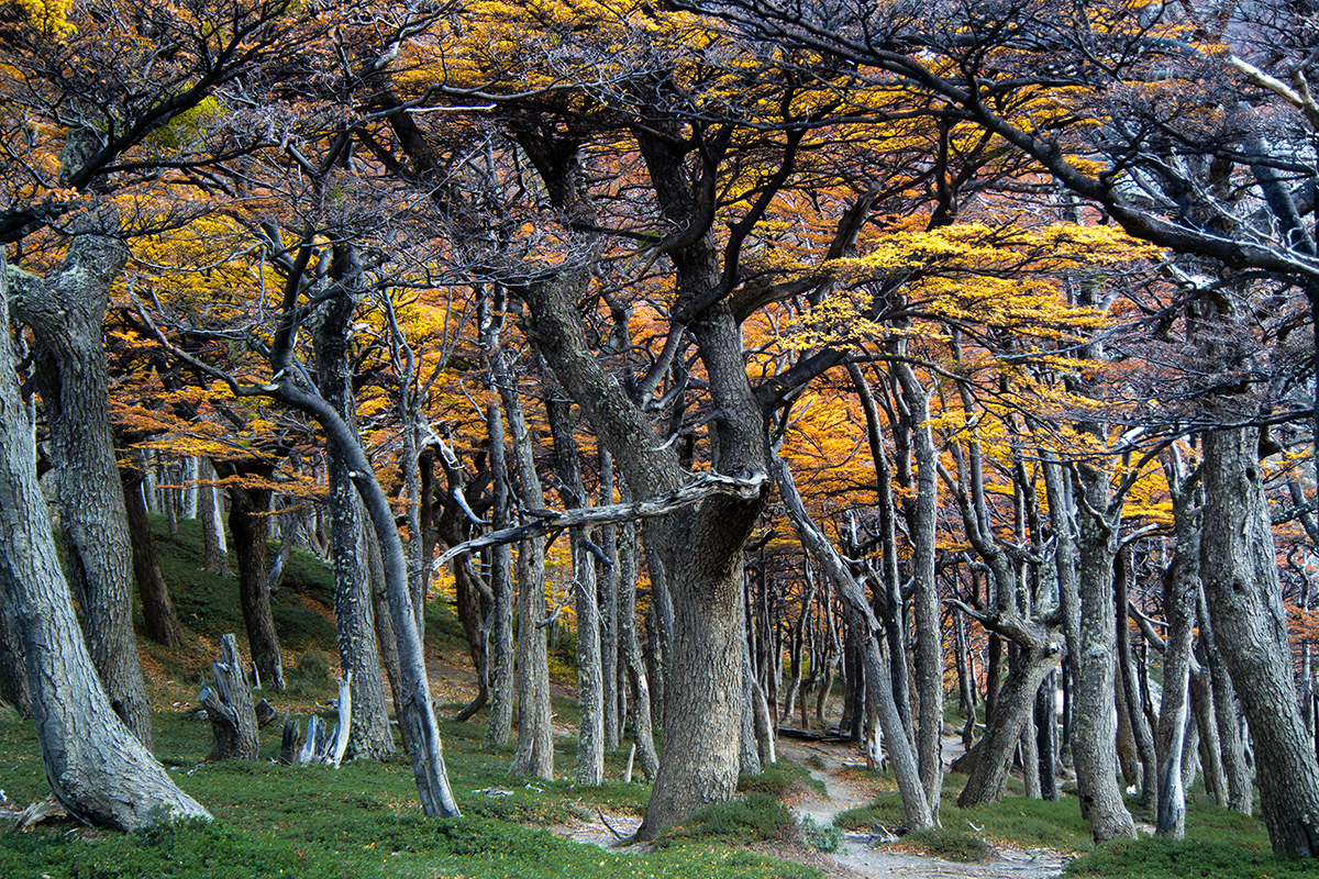 Nothofagus dombeyi - Südbuchen in Patagonien