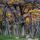 Nothofagus dombeyi - Südbuchen in Patagonien