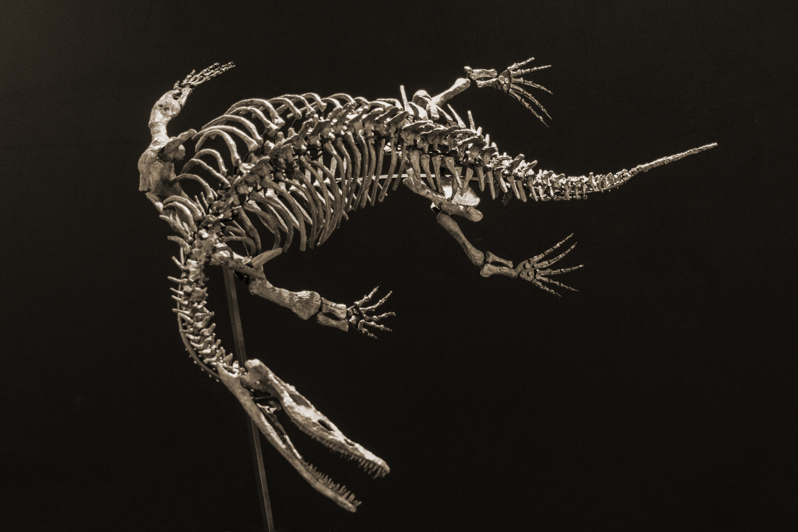 Nothosaurus Foto & Bild sonstiges, kunstfotografie & kultur, projekte