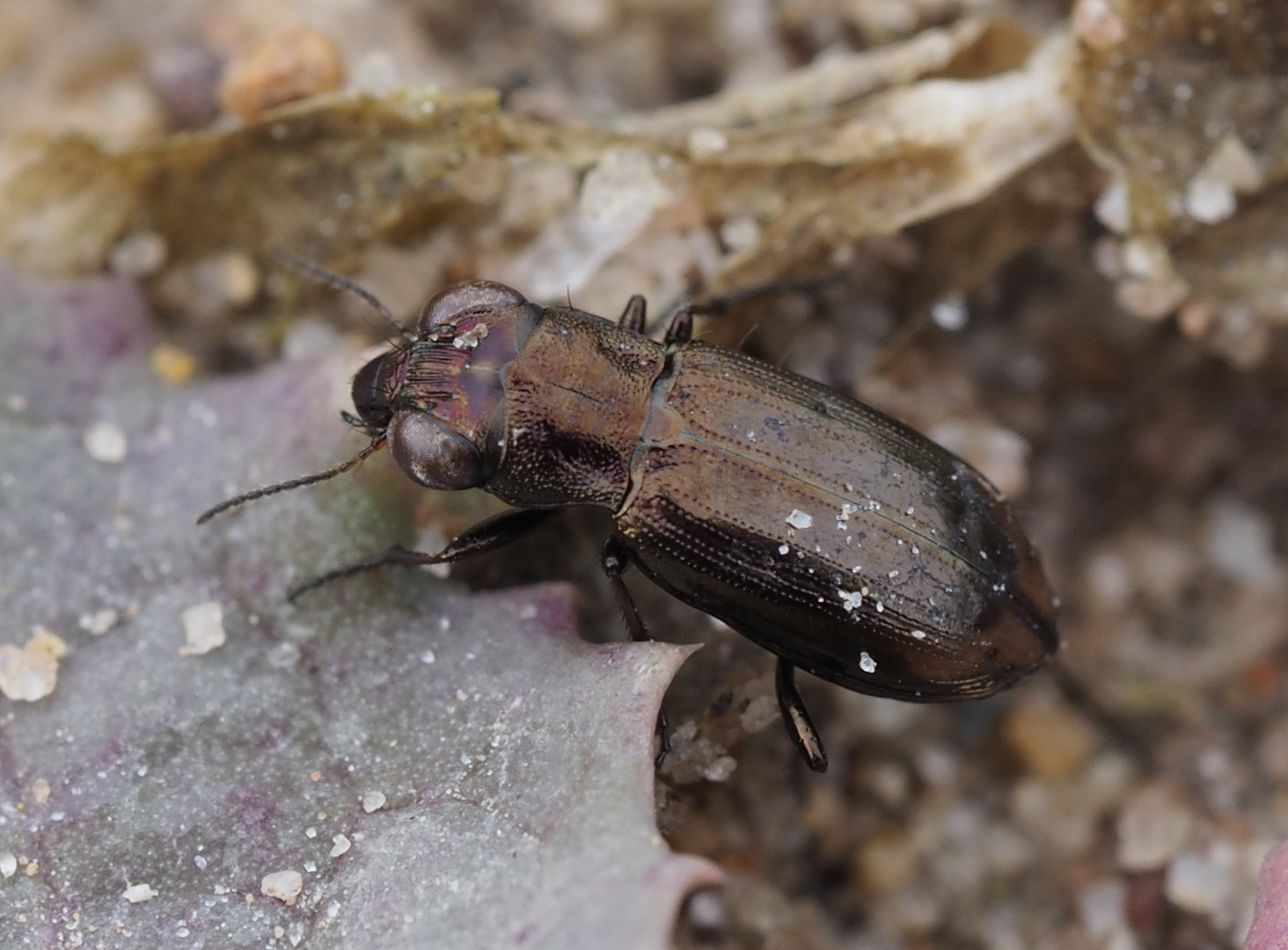 Notiophilus substriatus Foto & Bild nahaufnahmen, natur, insekten