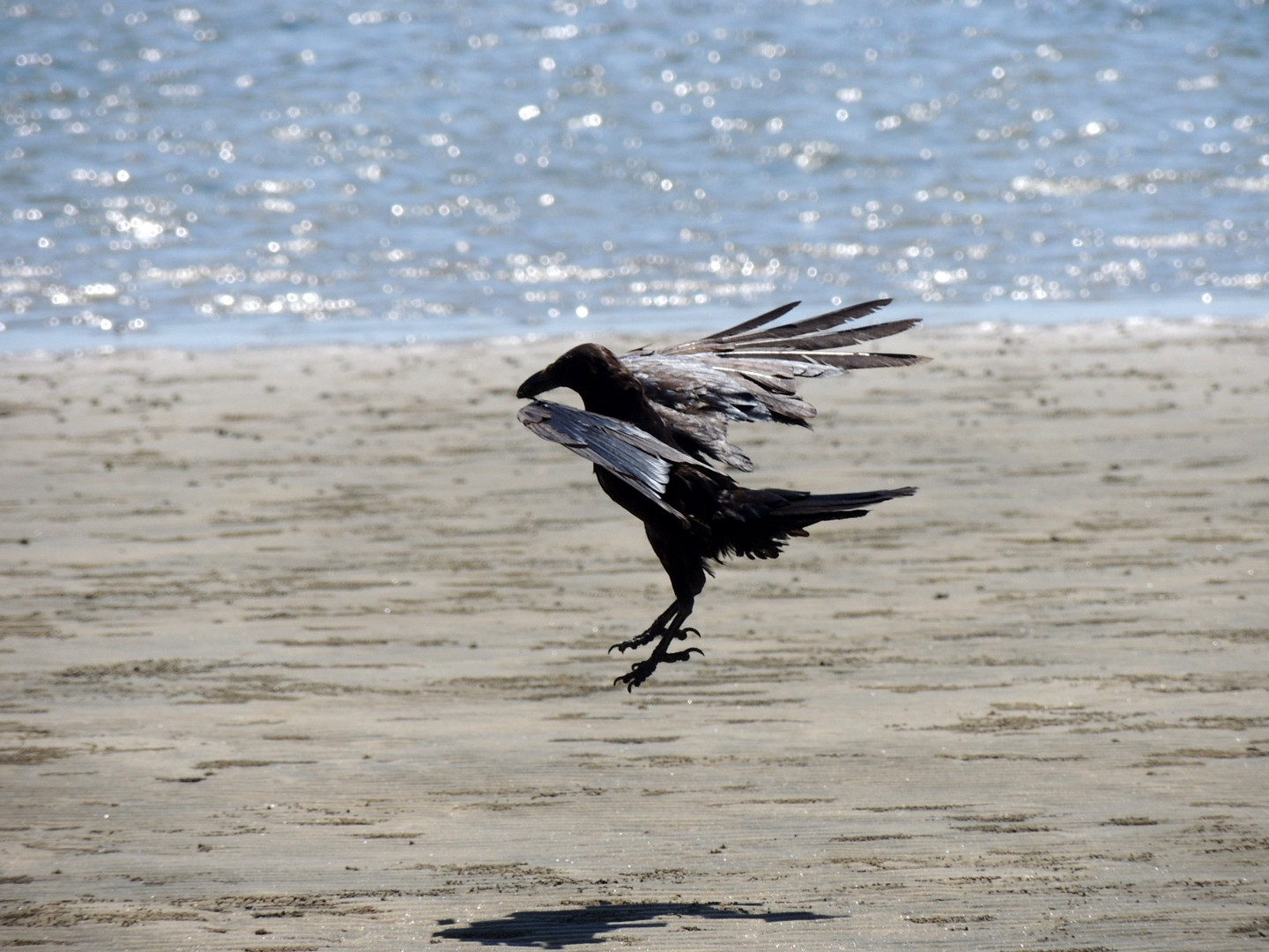 Notlandung am Strand!!