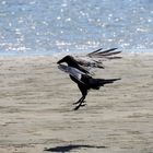 Notlandung am Strand!!