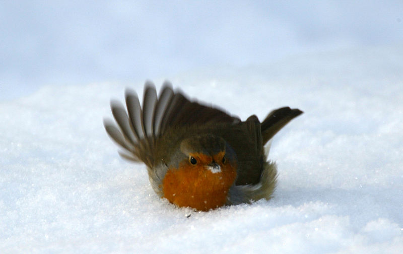 Notlandung im Schnee