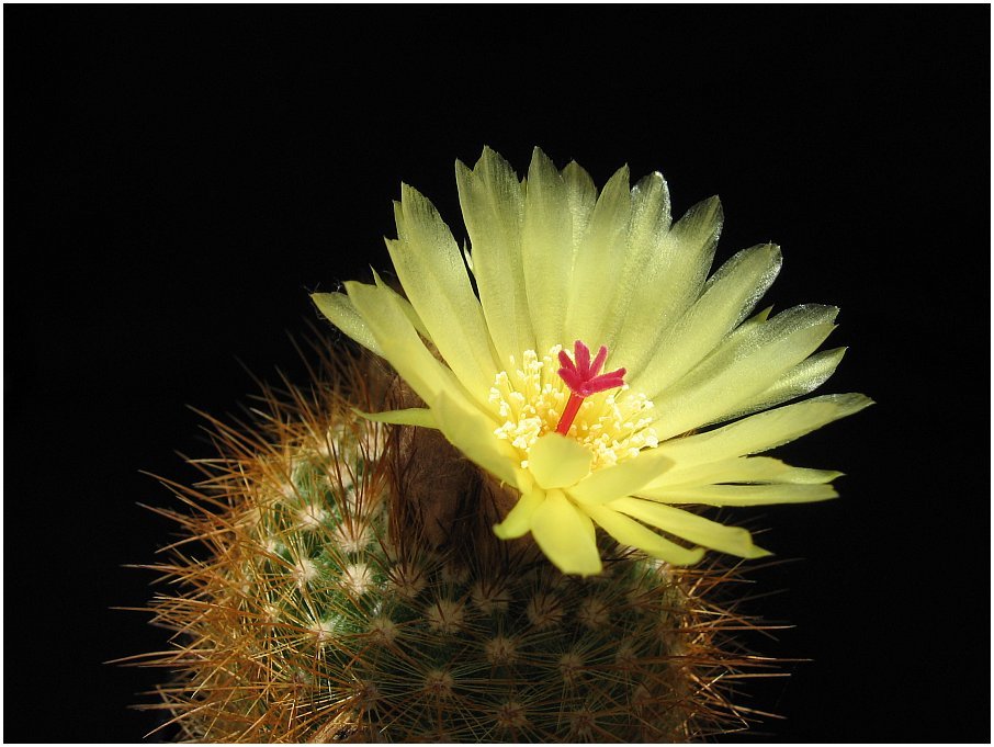 Notocactus Blüte