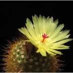 Notocactus Blüte