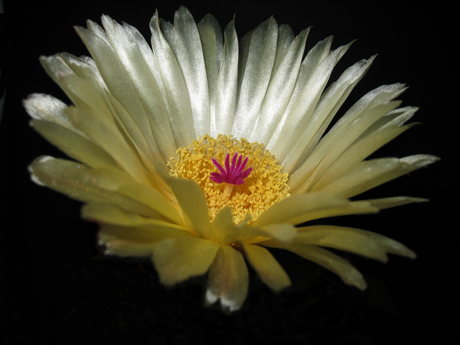 notocactus buiningii