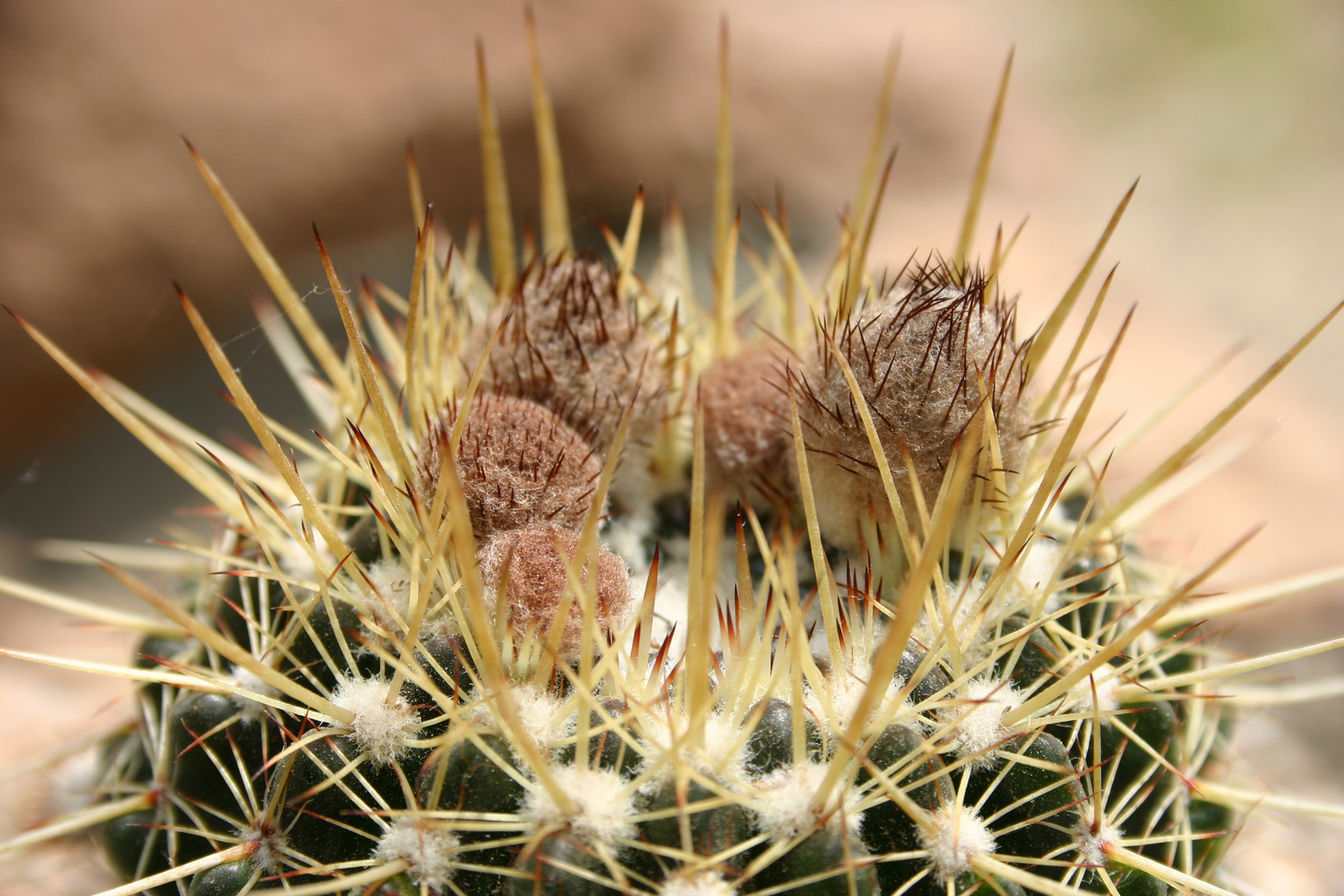 Notocactus mammulosus