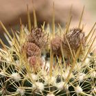 Notocactus mammulosus