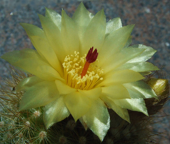 Notocactus oder Parodia ... grins