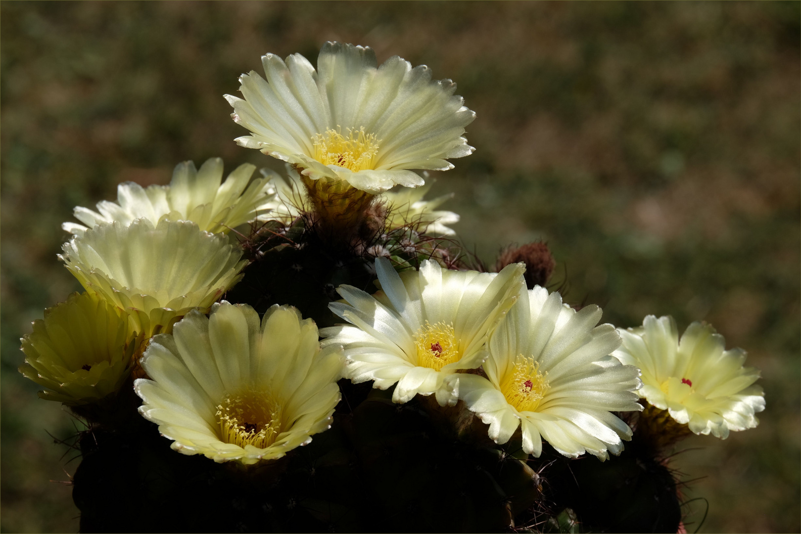 Notocactus ottonis