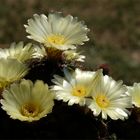 Notocactus ottonis