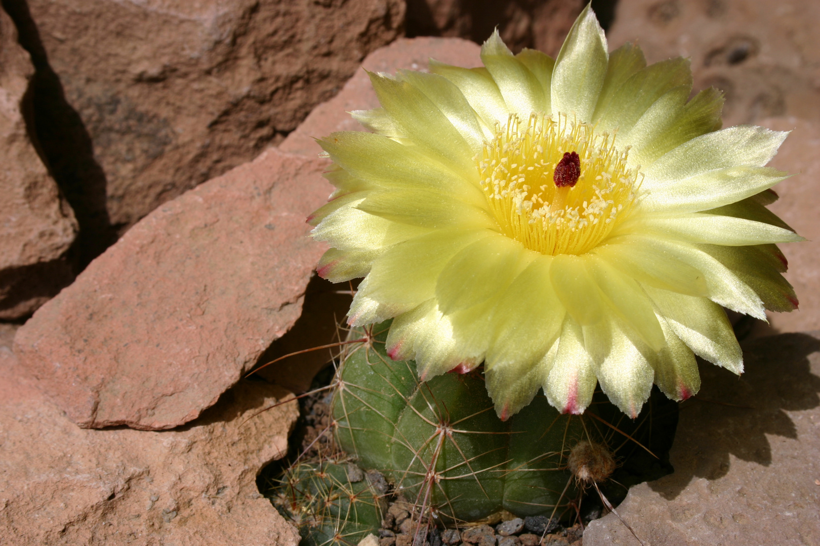 Notocactus ottonis