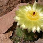 Notocactus ottonis