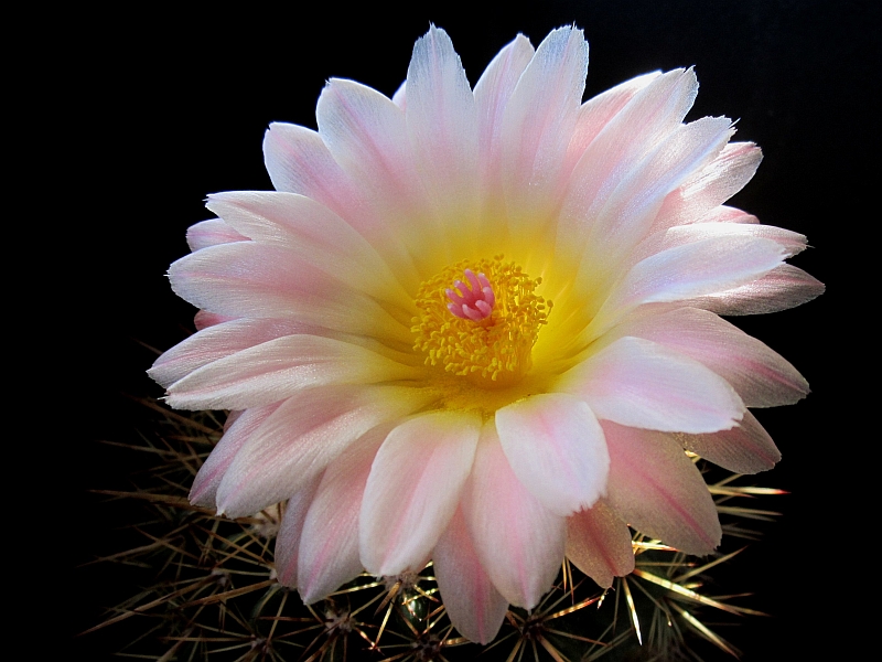 Notocactus roseoluteus