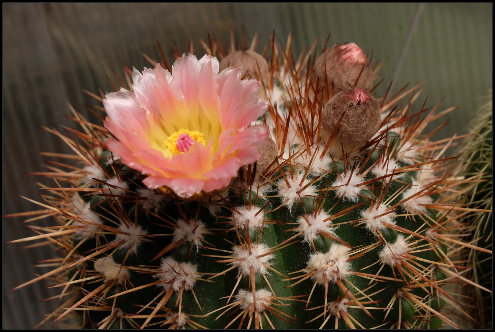 Notocactus roseoluteus