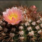 Notocactus roseoluteus