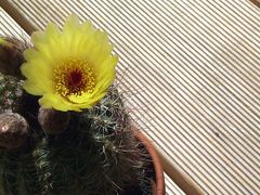 Notocactus scopa